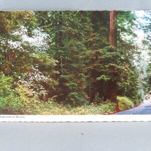 Vintage Postcard - Dogwoods in Bloom Redwood Forest - E F Clements